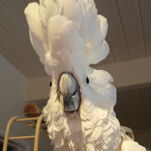 Chad the male umbrella cockatoo.